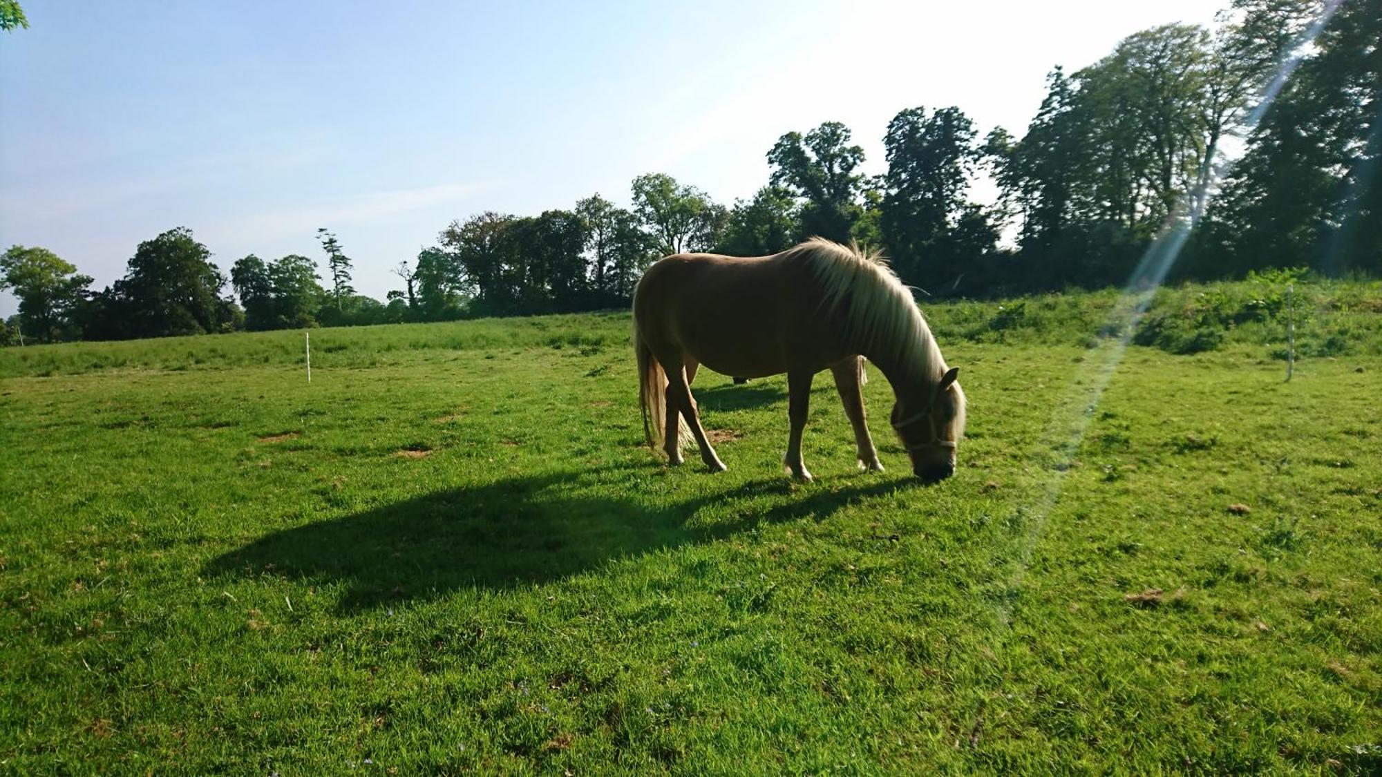 Leixlip Manor Hotel ภายนอก รูปภาพ
